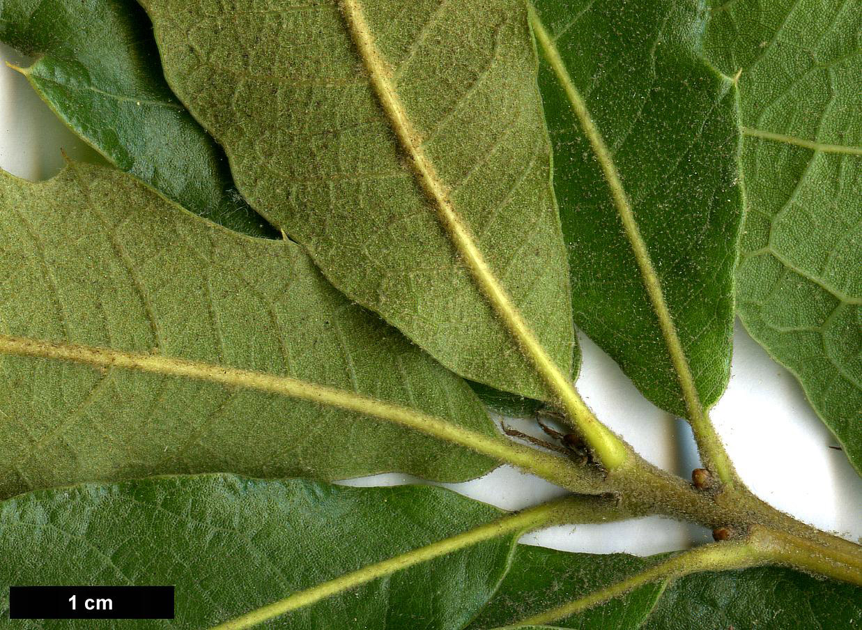 High resolution image: Family: Fagaceae - Genus: Quercus - Taxon:   - SpeciesSub: 'Zehra' (Q.falcata × Q.rysophylla)